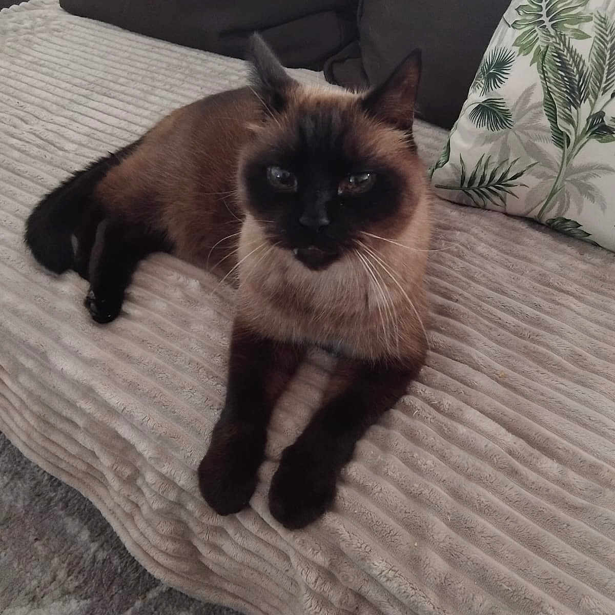 Ponpon participe au concours pour gagner de l'argent avec cette photo : animal, blanket, cat, couch, cozy, ears, eyes, feline, fur, home, indoor, leaf_pattern, mammal, pet, pillow, relaxed, resting, siamese_cat, tail, whiskers