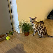 Nougat participe au concours pour gagner de l'argent avec cette photo : animal, bengal_cat, cat, container, curious, domestic_animal, feline, flooring, food_bowl, home, indoor, pet, plant, potted_plant, shadow, spotted, striped, tennis_ball, wall, wooden_floor