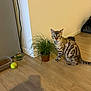 animal, bengal_cat, cat, container, curious, domestic_animal, feline, flooring, food_bowl, home, indoor, pet, plant, potted_plant, shadow, spotted, striped, tennis_ball, wall, wooden_floor