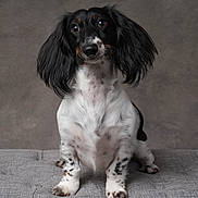 Domino is registered to the contest to win money with this photo: dog, black, white, floppy_ears, sitting, pet, animal, portrait, studio, gray_background, close_up, cute, fur, attention, paw, spot, canine, domestic_animal, indoor, looking