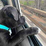 Duke is registered to the contest to win money with this photo: dog, puppy, car_interior, window, paw, turquoise_collar, black_fur, bridge, guardrail, trees, landscape, travel, pet, profile_view, nose, seat, glass, reflection, daylight, adventure