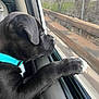 dog, puppy, car_interior, window, paw, turquoise_collar, black_fur, bridge, guardrail, trees, landscape, travel, pet, profile_view, nose, seat, glass, reflection, daylight, adventure
