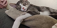 Ava participe au concours pour gagner de l'argent avec cette photo : cat, tabby_cat, sleeping, paw, pillow, rest, cozy, indoor, pet, fur, whiskers, closeup, relaxation, cute, animal, mammal, domestic, calm, soft, nap