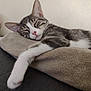 cat, tabby_cat, sleeping, paw, pillow, rest, cozy, indoor, pet, fur, whiskers, closeup, relaxation, cute, animal, mammal, domestic, calm, soft, nap