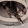 Ava a rejoint le concours — aidez-le/la à gagner de superbes lots ! kitten, cat, pet_bed, sleeping, tabby, feline, cozy, indoor, resting, paw, cute, animal, pet, fur, relaxed, whiskers, ears, nose, floor, comfort