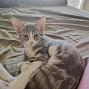 Ava a rejoint le concours — aidez-le/la à gagner de superbes lots ! cat, kitten, gray, white, tabby, bed, sheet, indoor, pet, animal, fur, whiskers, ears, paws, resting, curious, young, cozy, light, window