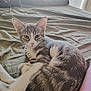 cat, kitten, gray, white, tabby, bed, sheet, indoor, pet, animal, fur, whiskers, ears, paws, resting, curious, young, cozy, light, window