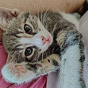 Ava participe au concours pour gagner de l'argent avec cette photo : kitten, cat, paw, close_up, tabby, pet, animal, fur, whiskers, cute, sleepy, relaxed, indoor, human, skin, pink, nose, eyes, soft, cozy
