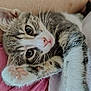 kitten, cat, paw, close_up, tabby, pet, animal, fur, whiskers, cute, sleepy, relaxed, indoor, human, skin, pink, nose, eyes, soft, cozy
