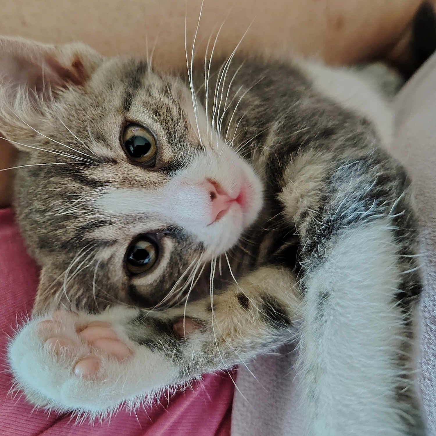 Ava participe au concours pour gagner de l'argent avec cette photo : animal, cat, close_up, cozy, cute, eyes, fur, human, indoor, kitten, nose, paw, pet, pink, relaxed, skin, sleepy, soft, tabby, whiskers