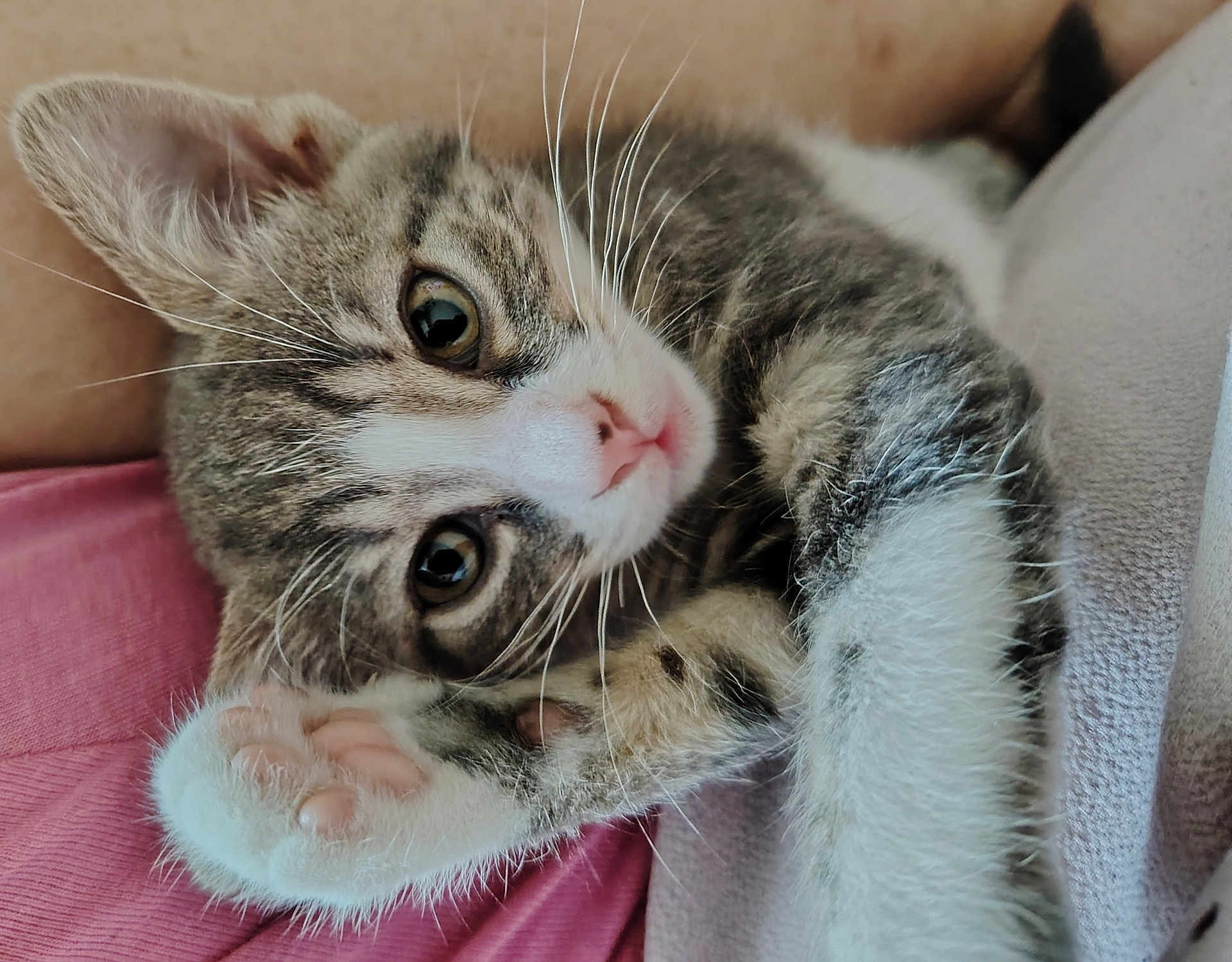 Ava participe au concours pour gagner de l'argent avec cette photo : kitten, cat, paw, close_up, tabby, pet, animal, fur, whiskers, cute, sleepy, relaxed, indoor, human, skin, pink, nose, eyes, soft, cozy