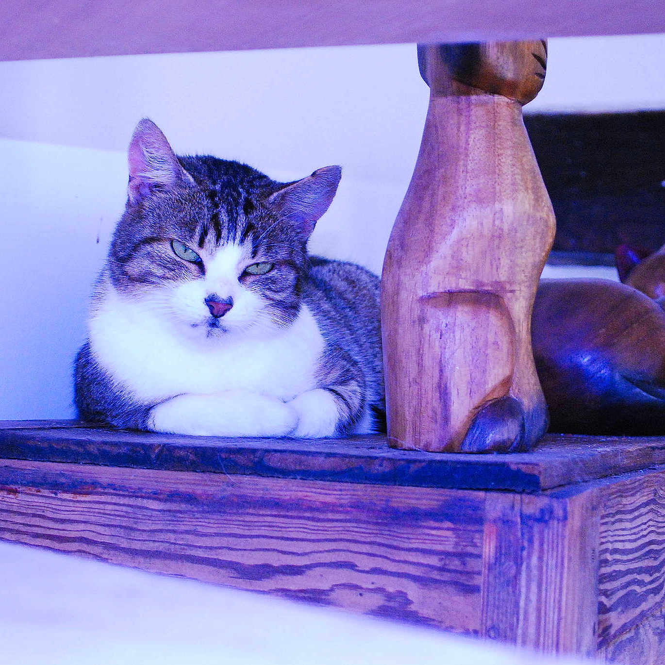 Criquette