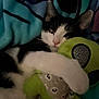 Steel is registered to the contest to win money with this photo: cat, black_and_white, plush_toy, alien, blanket, cozy, sleepy, cute, pet, snuggling, indoor, soft, fur, animal, resting, toy, comfort, relaxation, close_up, warm