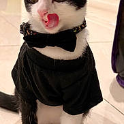 Steel is registered to the contest to win money with this photo: cat, tuxedo_cat, black_and_white, bow_tie, clothing, pet, cute, licking, indoor, floor_tiles, whiskers, fur, animal, domestic_cat, sitting, wide_eyes, portrait, young_cat, black_shirt, adorable