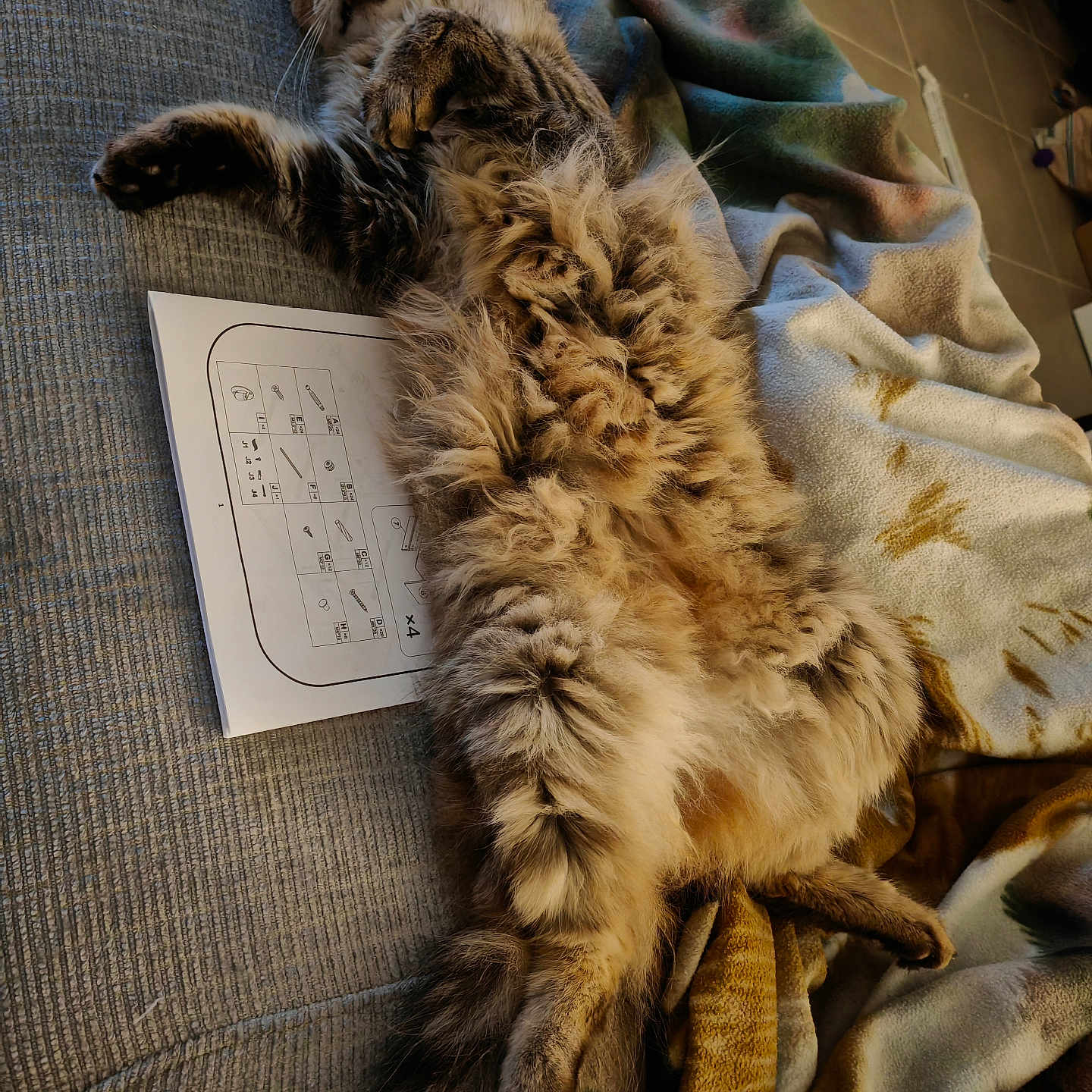 Tykou a rejoint le concours — aidez-le/la à gagner de superbes lots ! animal, blanket, cat, couch, cozy, cute, domestic_animal, feline, fluffy, fur, home, indoor, lying_down, paper, paw, pet, relaxed, resting, sleeping, tail