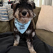 Puma is registered to the contest to win money with this photo: animal, bandana, black, blanket, closeup, companion, couch, cozy, cute, dog, domestic, friendly, fur, furry, gray, indoor, living_room, pet, pillow, sitting