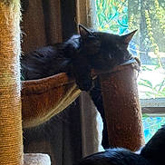 Finn is registered to the contest to win money with this photo: black_cat, cat_tree, hammock, feline, indoor, window, stained_glass, relaxing, paw, natural_light, cozy, resting, pet, curtain, scratching_post, fur, animal, sleeping, home, domestic