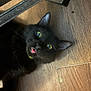 Finn joined the competition — help win amazing prizes! cat, black_cat, tongue_out, green_eyes, wooden_floor, floor, pet, animal, indoor, cute, playful, lying_down, whiskers, fur, domestic_animal, closeup, chair_leg, metal, shadow, expression