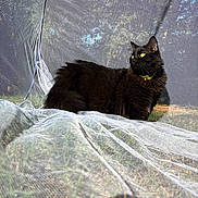 Finn is registered to the contest to win money with this photo: animal, black_cat, cat, collar, curious, daylight, domestic_cat, fluffy, fur, grass, mammal, mesh_netting, nature, outdoor, pet, relaxing, side_view, sunlight, wildlife, yellow_eyes