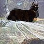 alert, animal, background_blur, black_cat, cat, collar, curious, daylight, fluffy_fur, fur_texture, grass, nature, netting, outdoor, pet, profile_view, shadow, sunlight, trees, yellow_eyes
