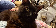 Finn is registered to the contest to win money with this photo: animal, bed, bicycle, canine, cat, clothing, couch, cushion, dog, face, furniture, head, homedecor, kitten, machine, person, pet, transportation, vehicle, wheel