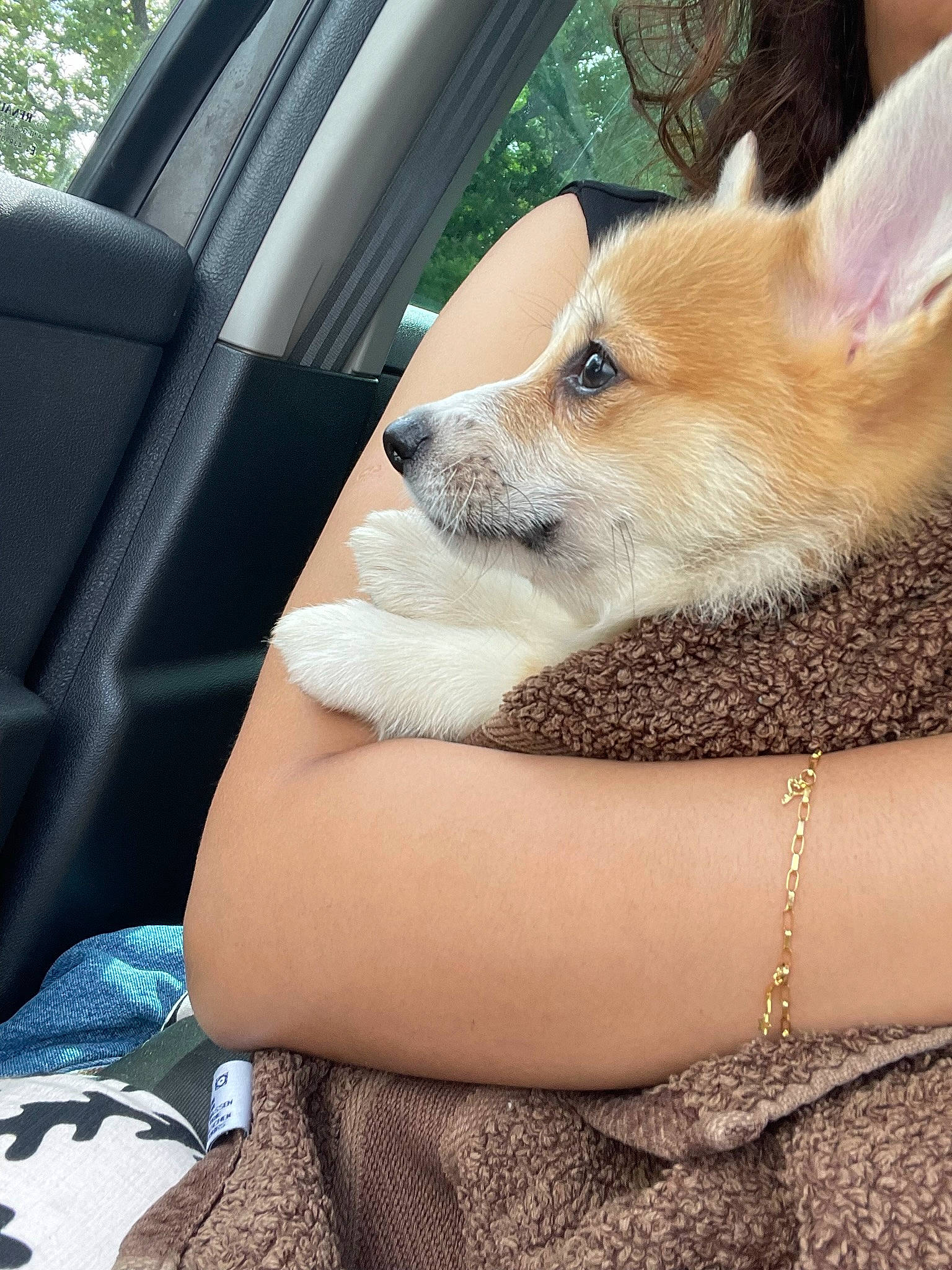 Ivy a rejoint le concours — aidez-le/la à gagner de superbes lots ! car, car_seat_cover, carnivore, comfort, companion_dog, dog, dog_breed, fawn, fur, head_restraint, personal_luxury_car, snout, spitz, tail, terrestrial_animal, toy_dog, vehicle, vehicle_door, whiskers, window