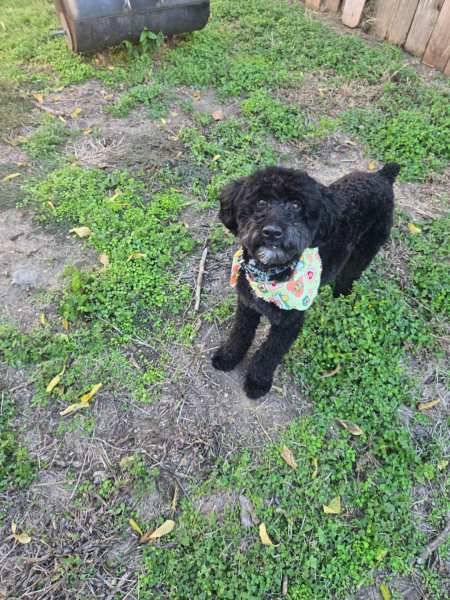 Charlie Barkin is registered to the contest to win money with this photo: animal, bandana, black_dog, curious, cute, daylight, dog, fur, grass, greenery, leaves, looking_up, nature, outdoor, pet, playful, small_dog, standing, wooden_fence, yard