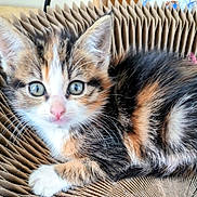 Ziggy participe au concours pour gagner de l'argent avec cette photo : abyssinian, angora, animal, armchair, basket, cat, chair, couch, den, furniture, indoors, kitten, manx, person, pet, siamese, sleeping