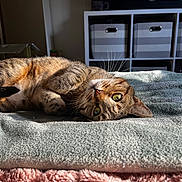 Minnie is registered to the contest to win money with this photo: animal, bed, blanket, cat, cozy, curious, feline, green_eyes, indoor, living_room, pet, relaxed, resting, soft_texture, storage_bins, striped_fur, sunlight, tabby_cat, television, warm_light