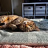 animal, bed, blanket, cat, cozy, curious, feline, green_eyes, indoor, living_room, pet, relaxed, resting, soft_texture, storage_bins, striped_fur, sunlight, tabby_cat, television, warm_light