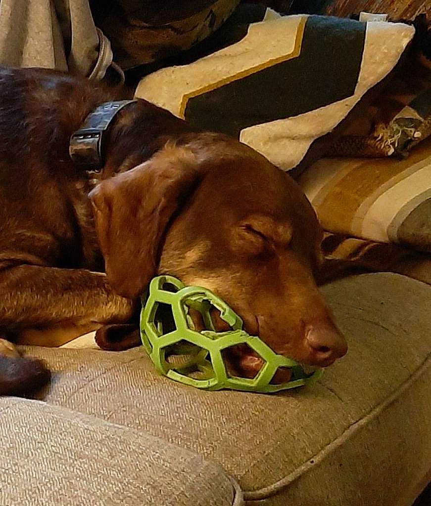 Ghost joined the competition — help win amazing prizes! canidae, carnivore, collar, comfort, companion_dog, dog, dog_breed, dog_collar, dog_supply, fang, fawn, guard_dog, liver, paw, pet_supply, snout, sporting_group, terrestrial_animal, whiskers, working_animal