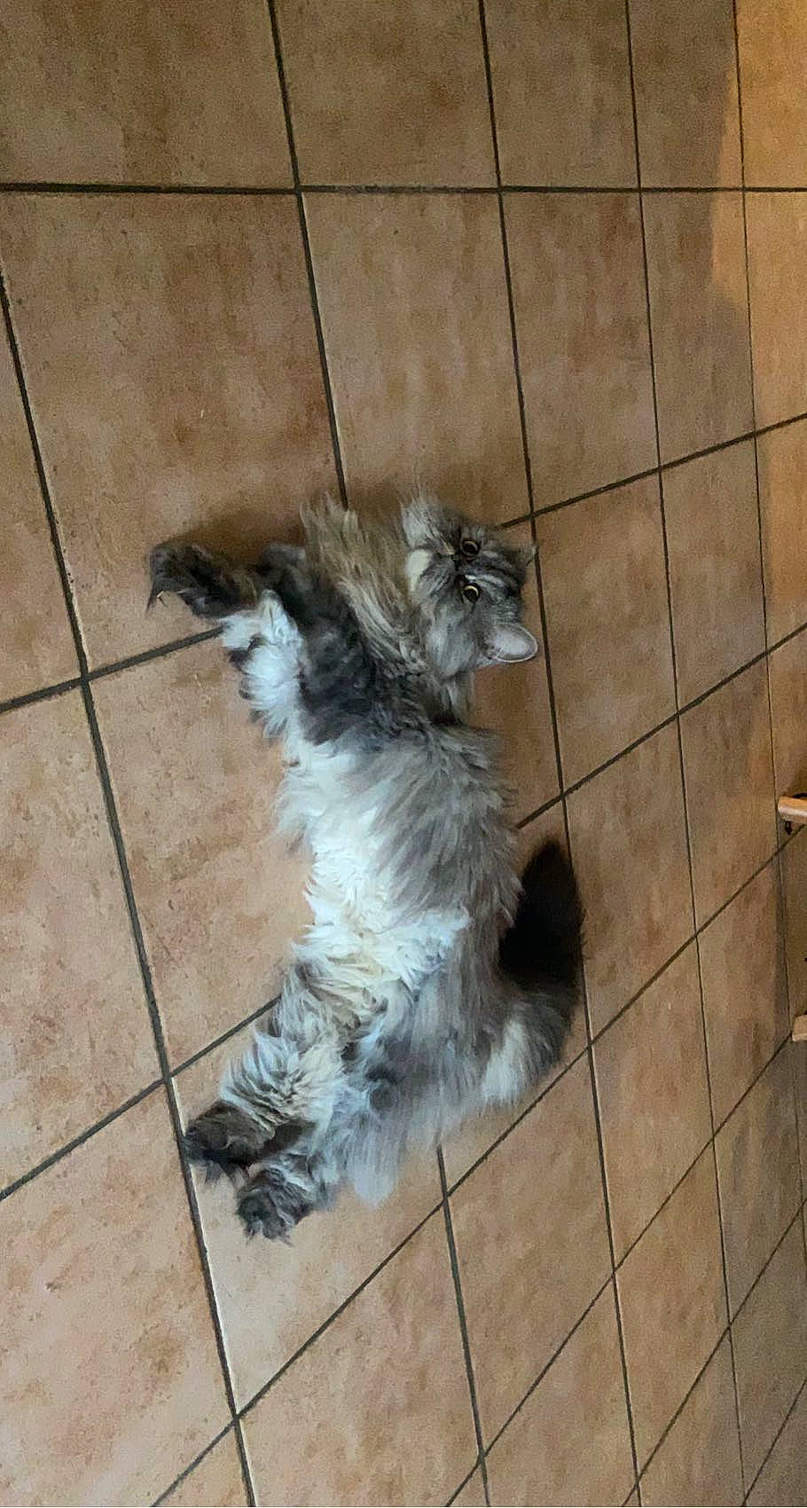Pablo participe au concours pour gagner de l'argent avec cette photo : carnivore, cat, claw, companion_dog, dog_breed, felidae, floor, flooring, fur, hardwood, liver, paw, small_to_medium_sized_cats, tail, terrestrial_animal, terrier, tile_flooring, toy_dog, whiskers, working_animal