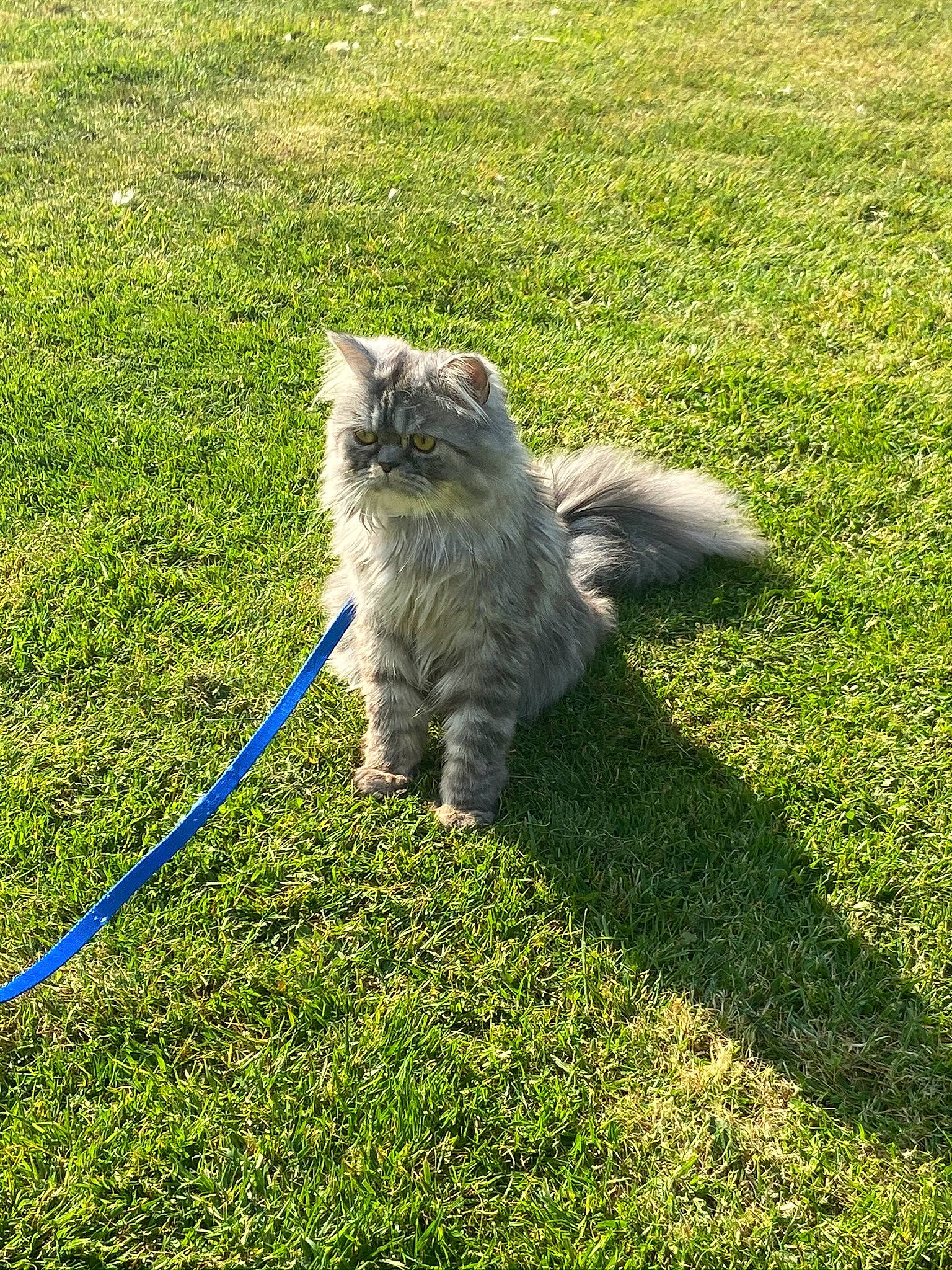 Pablo participe au concours pour gagner de l'argent avec cette photo : carnivore, cat, felidae, field, flooring, fur, grass, grass_family, grassland, groundcover, herbaceous_plant, lawn, mammal, meadow, plant, small_to_medium_sized_cats, soil, tail, terrestrial_animal, whiskers