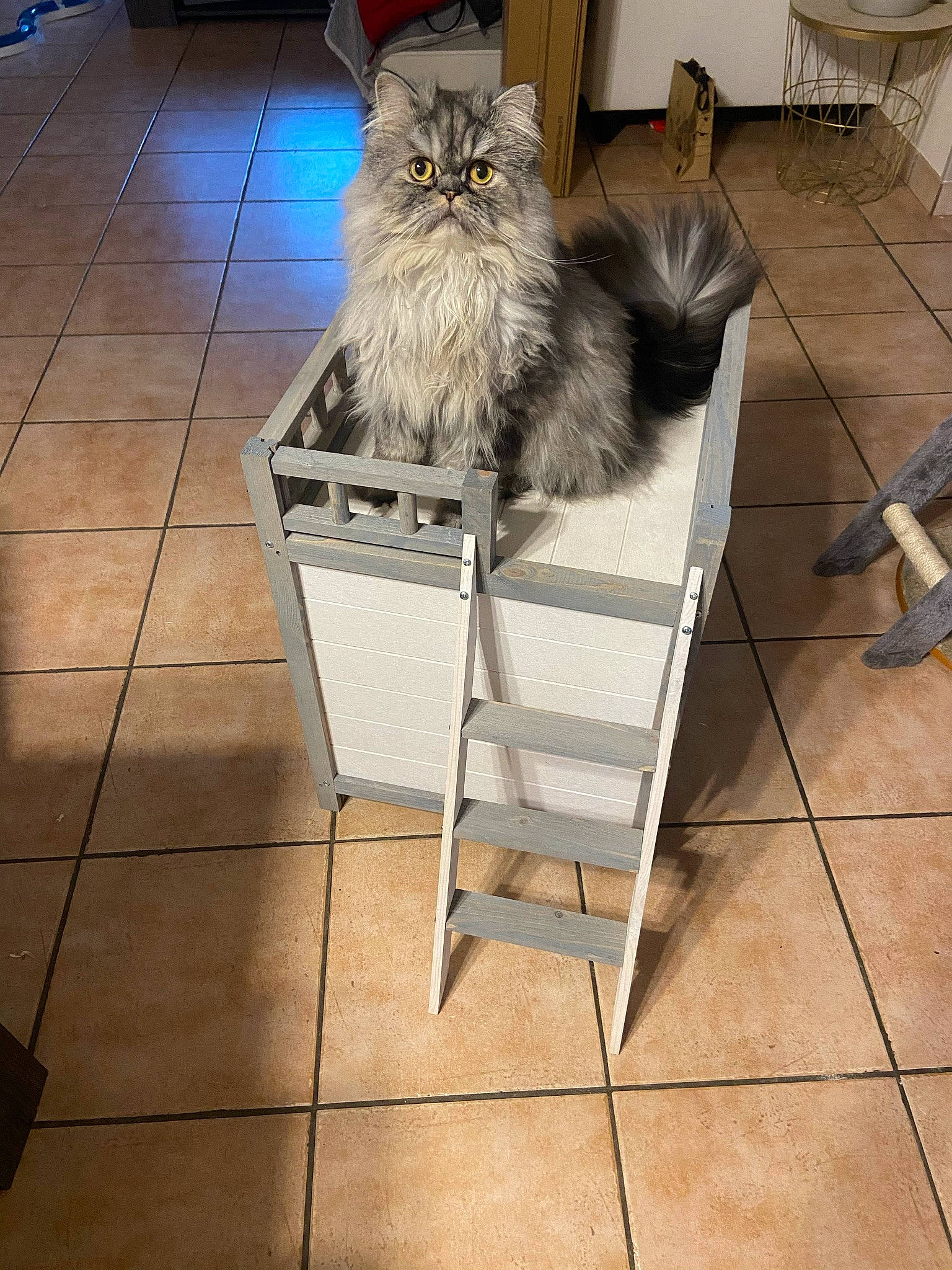 Pablo a rejoint le concours — aidez-le/la à gagner de superbes lots ! british_longhair, carnivore, cat, chair, companion_dog, fawn, felidae, floor, flooring, flowerpot, fur, hardwood, outdoor_furniture, road_surface, sitting, small_to_medium_sized_cats, tail, tile_flooring, whiskers, wood
