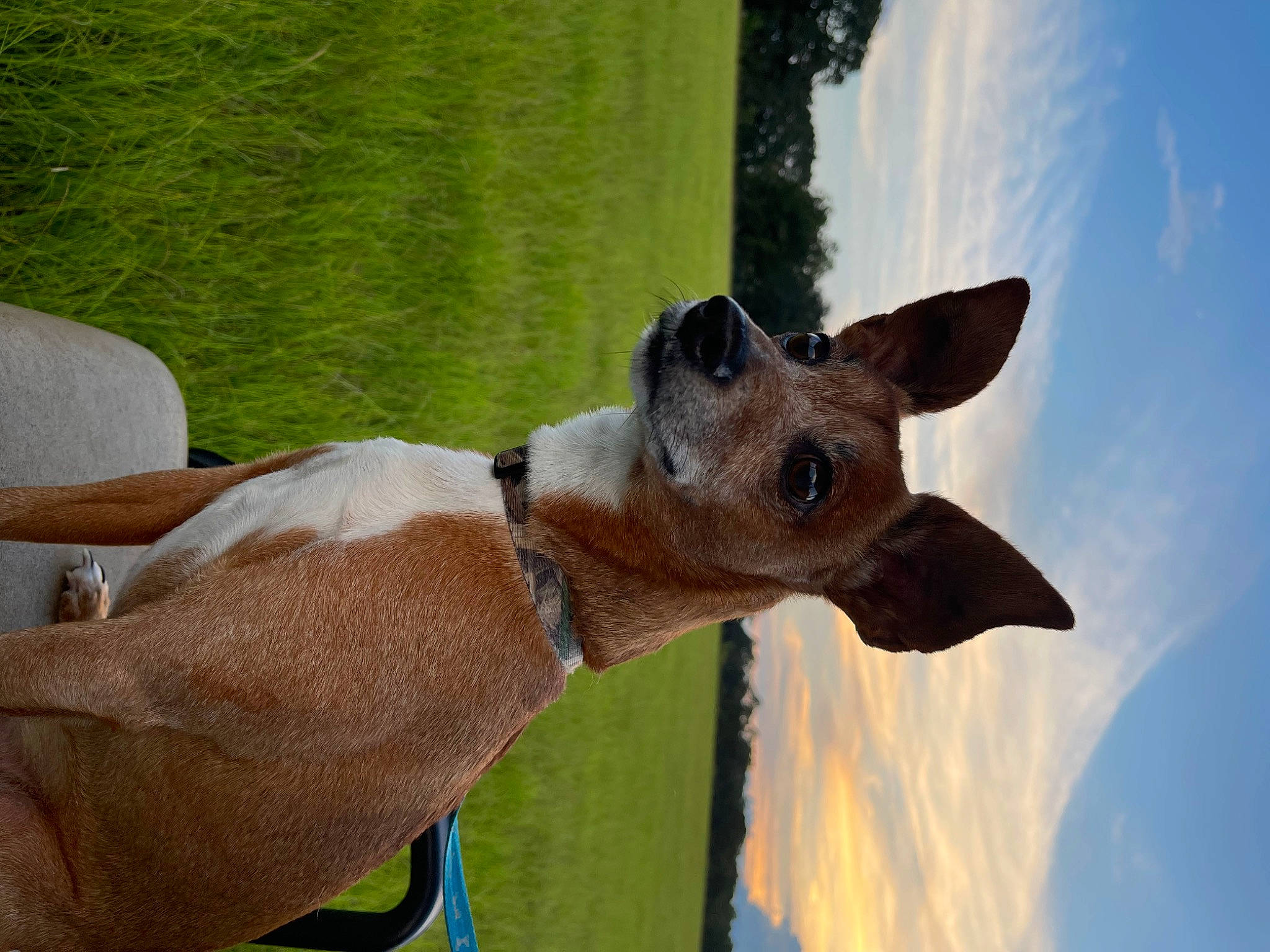 Scooter joined the competition — help win amazing prizes! canidae, carnivore, cloud, collar, companion_dog, dog_breed, eyewear, fawn, grass, landscape, liver, livestock, pack_animal, sky, snout, sporting_group, sunglasses, terrestrial_animal, wildlife, working_animal