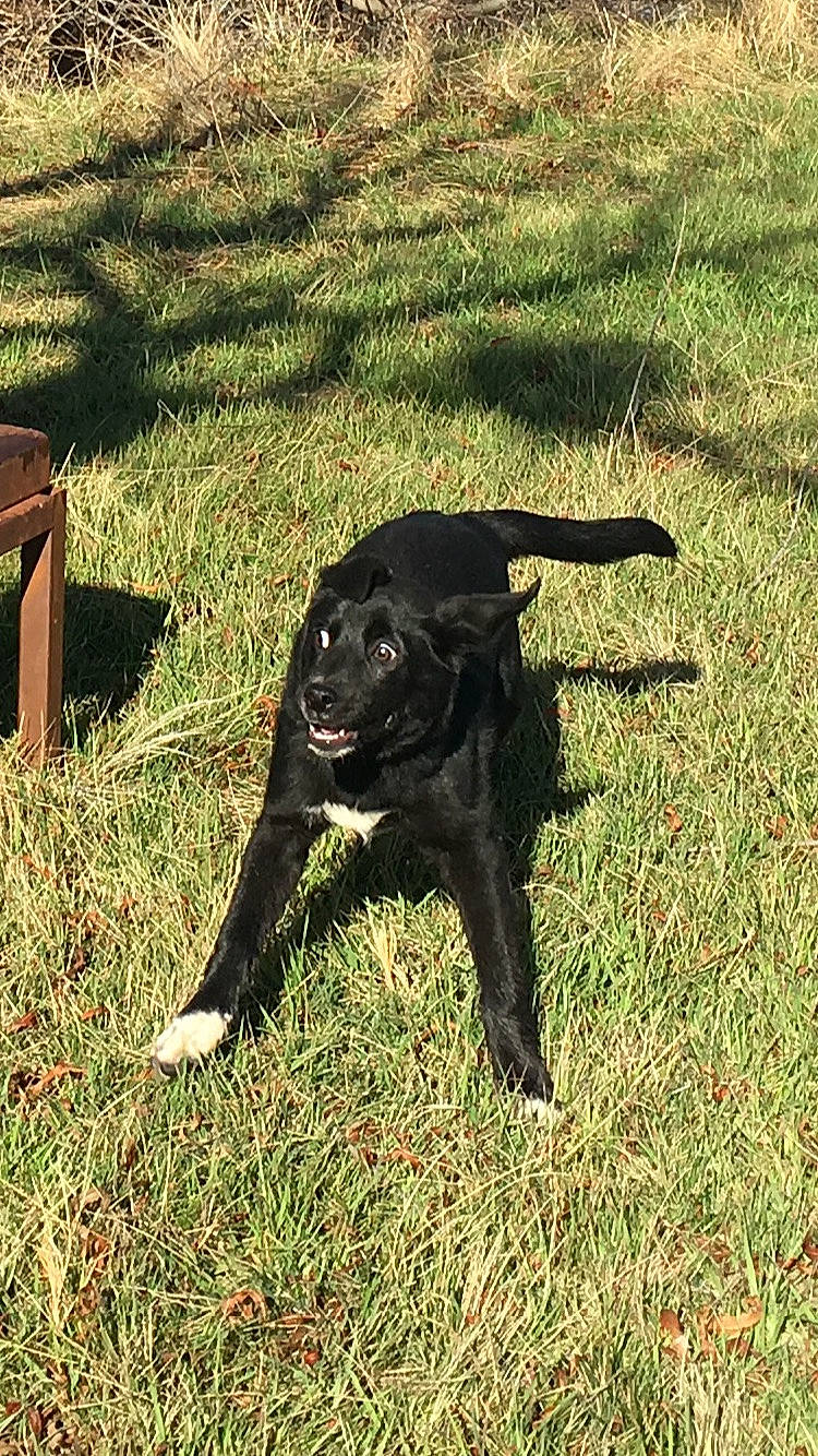 Havoc joined the competition — help win amazing prizes! borador, carnivore, companion_dog, dog, dog_breed, grass, grassland, groundcover, guard_dog, gun_dog, pasture, plant, shadow, soil, sporting_group, tail, terrestrial_animal, tints_and_shades, working_animal, working_dog