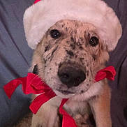 Floyd joined the competition — help win amazing prizes! adorable, animal, canine, christmas, costume, cozy, cute, dog, ears, face, fur, holiday, indoor, nose, paw, pet, portrait, red_ribbon, santa_hat, spotted