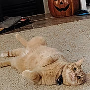 Noodle joined the competition — help win amazing prizes! cat, ginger_cat, carpet, indoor, collar, sock, pumpkin, halloween_decoration, pet, feline, relaxed, lying_down, wide_eyes, curious, floor, home, decor, tile_floor, bell, orange