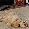 cat, ginger_cat, carpet, indoor, collar, sock, pumpkin, halloween_decoration, pet, feline, relaxed, lying_down, wide_eyes, curious, floor, home, decor, tile_floor, bell, orange