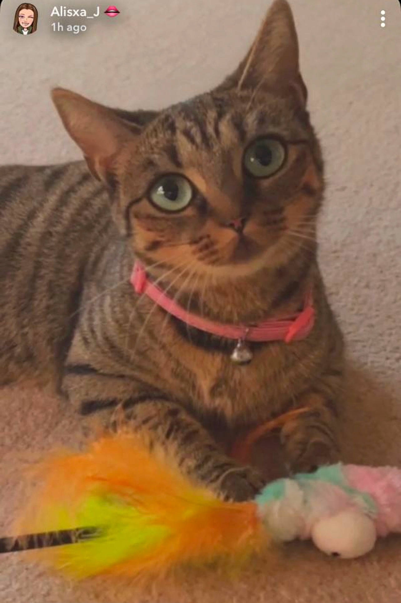 Tigu is registered to the contest to win money with this photo: art, carnivore, cat, domestic_short_haired_cat, event, felidae, fur, paw, pet_supply, photo_caption, small_to_medium_sized_cats, snout, tail, terrestrial_animal, visual_arts, whiskers, wildlife