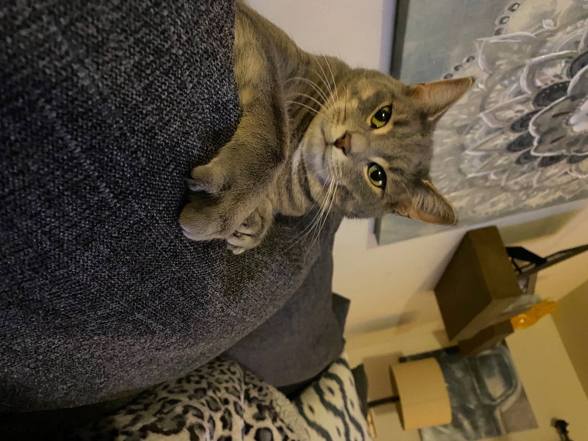 Byron joined the competition — help win amazing prizes! carnivore, cat, cat_supply, comfort, domestic_short_haired_cat, felidae, fur, grey, metal, small_to_medium_sized_cats, snout, tail, whiskers, window