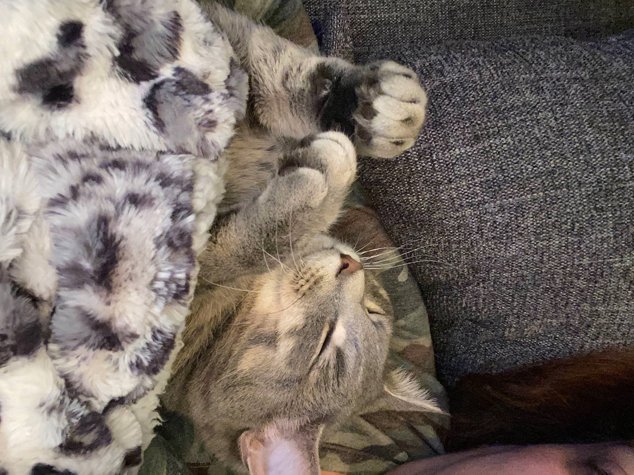 Byron joined the competition — help win amazing prizes! big_cats, claw, comfort, domestic_short_haired_cat, fawn, felidae, fur, fur_clothing, grey, leopard, paw, small_to_medium_sized_cats, snout, snow_leopard, tail, terrestrial_animal, textile, toy, whiskers, wool