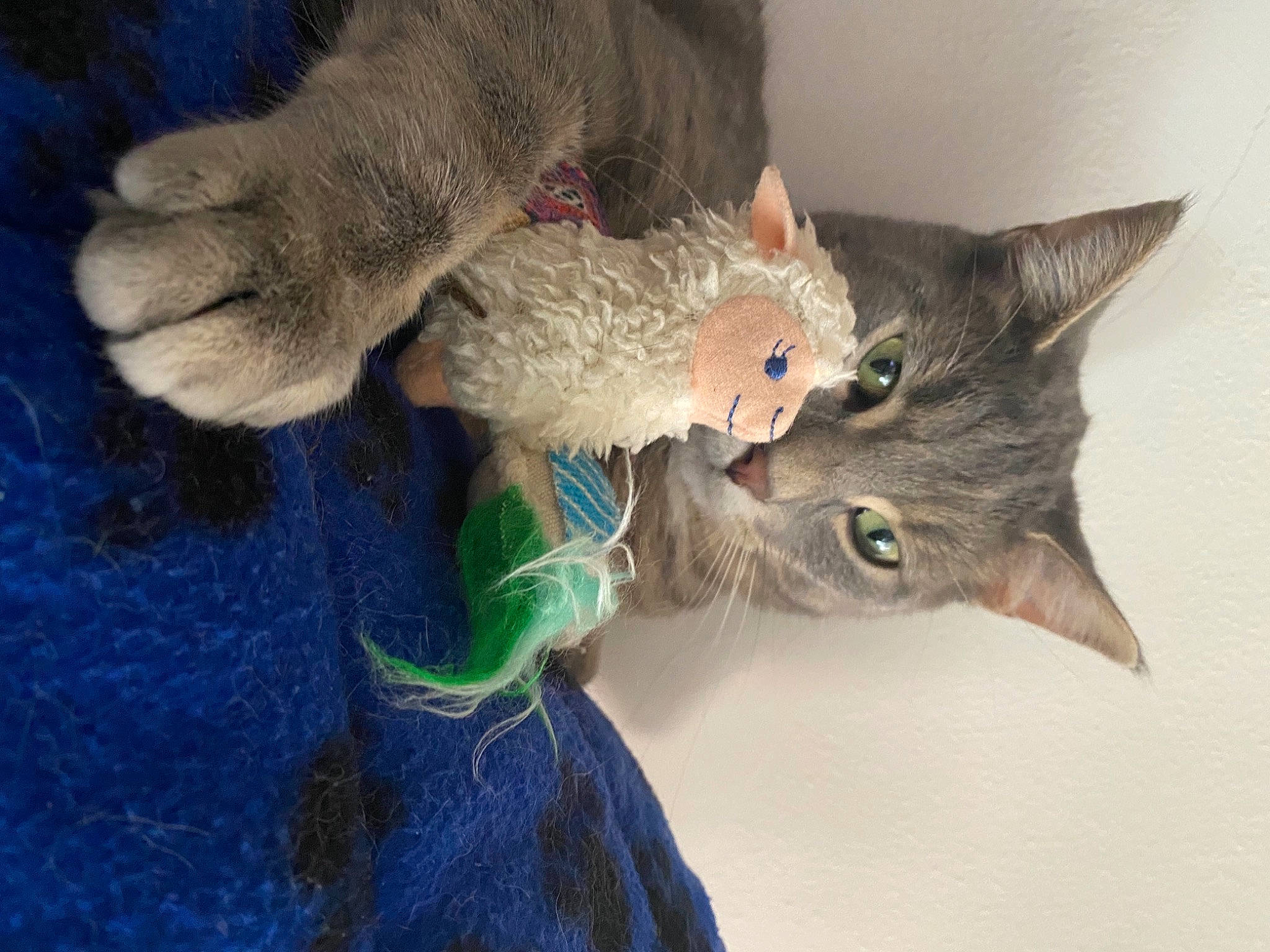 Byron joined the competition — help win amazing prizes! blue, carnivore, cat, claw, comfort, domestic_short_haired_cat, ear, electric_blue, fawn, felidae, fur, paw, small_to_medium_sized_cats, snout, tail, whiskers