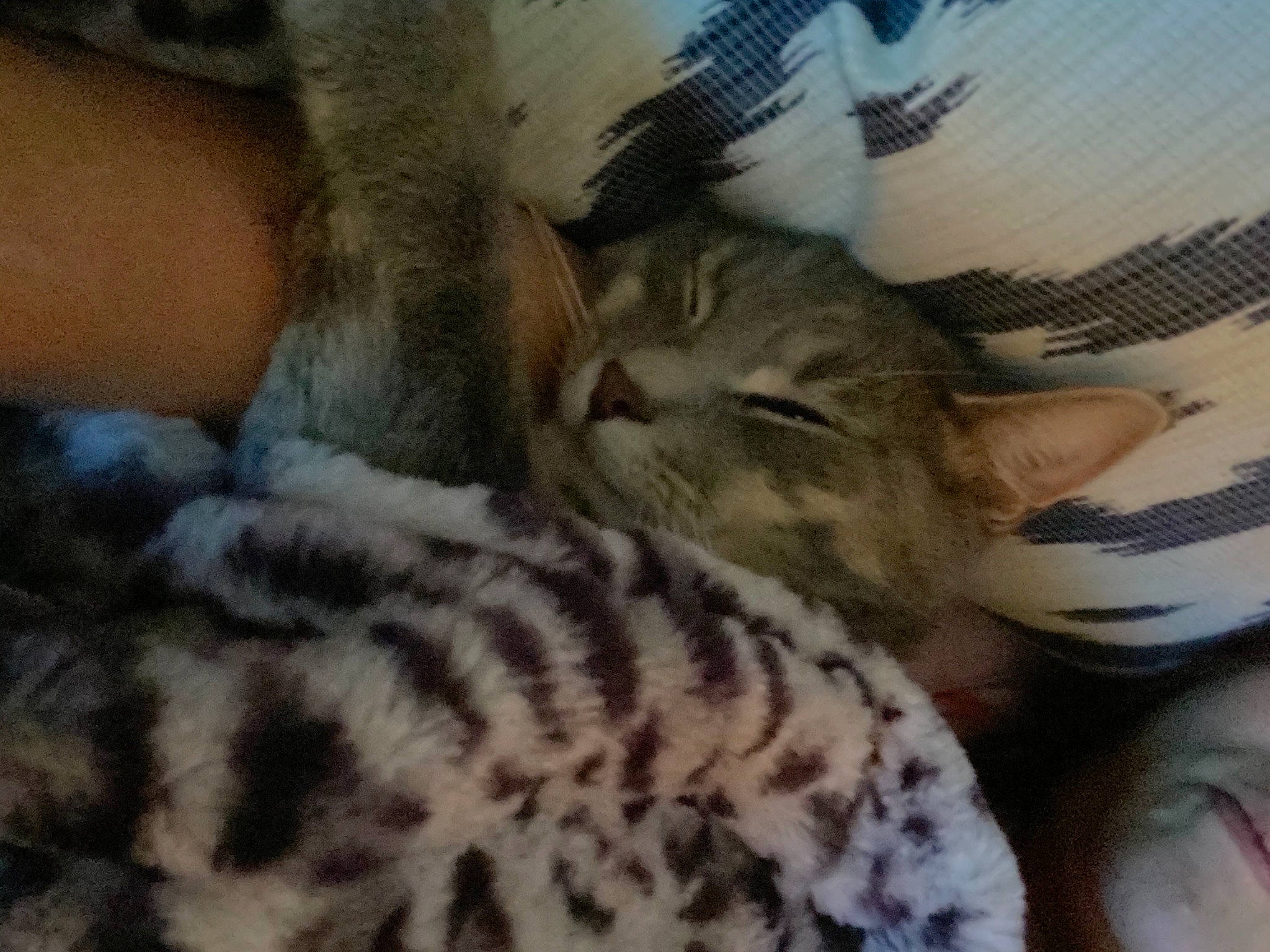 Byron is registered to the contest to win money with this photo: bed, carnivore, cat, claw, comfort, domestic_short_haired_cat, fawn, felidae, fur, nail, nap, pattern, paw, small_to_medium_sized_cats, snout, tail, terrestrial_animal, textile, whiskers, wildlife