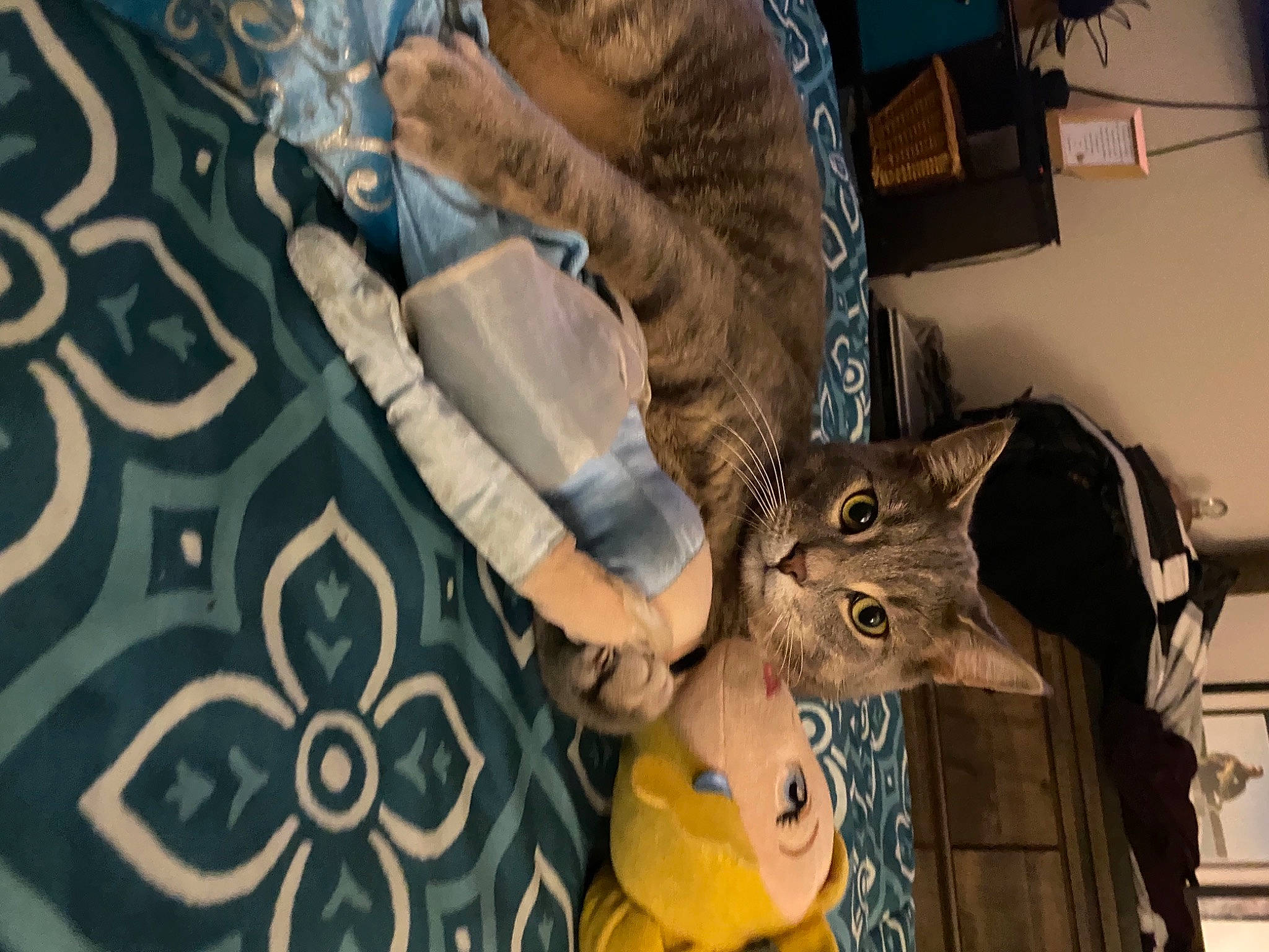 Byron is registered to the contest to win money with this photo: art, blue, carnivore, cat, domestic_short_haired_cat, felidae, fur, linens, musical_instrument, pattern, room, small_to_medium_sized_cats, visual_arts, whiskers, wood