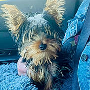 Ellie is registered to the contest to win money with this photo: dog, small_dog, yorkshire_terrier, pet, furry, ears, car_interior, seatbelt, denim_jacket, person, blanket, fuzzy, cute, fluffy, animal, companion, indoor, portrait, sitting, cozy