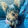 animal, blanket, car_interior, companion, cozy, cute, denim_jacket, dog, ears, fluffy, furry, fuzzy, indoor, person, pet, portrait, seatbelt, sitting, small_dog, yorkshire_terrier