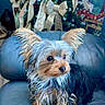 Ellie is registered to the contest to win money with this photo: dog, small_dog, yorkshire_terrier, pet, animal, fur, ears, couch, leather, indoor, christmas_tree, holiday, decorations, ribbons, pine_cones, festive, cute, attentive, home, living_room
