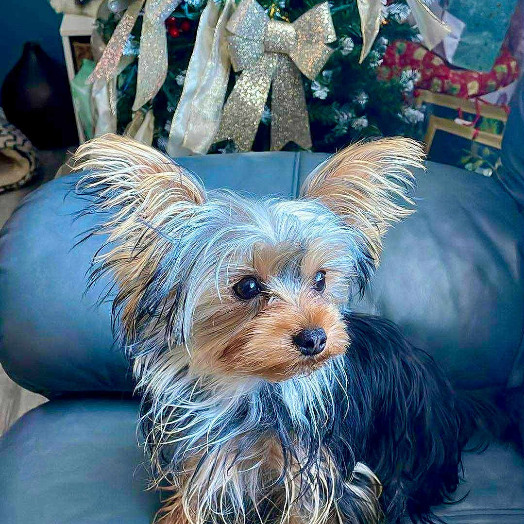 Ellie is registered to the contest to win money with this photo: dog, small_dog, yorkshire_terrier, pet, animal, fur, ears, couch, leather, indoor, christmas_tree, holiday, decorations, ribbons, pine_cones, festive, cute, attentive, home, living_room