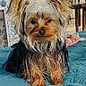 Ellie is registered to the contest to win money with this photo: dog, yorkshire_terrier, pet, indoor, bed, blue_bedspread, fur, small_dog, animal, cute, portrait, sitting, looking_at_camera, ears, whiskers, toy, home, furniture, wallpaper, floor